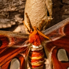 Macro of Attacus atlas, Atlas moth, on a sunny summer day