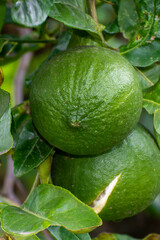 Bergamot fruit, Green limes on a tree Fresh lime citrus fruit high vitamin C in the garden farm agricultural with nature green blur background