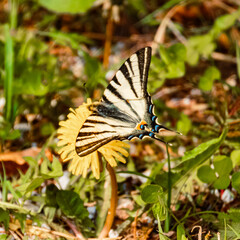 Macro of Iphiclides podalirius, scarce swallowtail butterfly, at the famous Lake Hintersee, Ramsau, Berchtesgadener Land, Bavaria, Germany