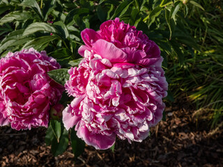 Obraz premium Close-up of the Peony (paeonia lactiflora) 'General MacMahon' flowering with large, double crimson pink-red blooms in the garden