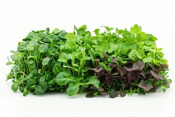 Obraz premium A realistic indoor microgreens mix, detailed leaves, isolated on white background