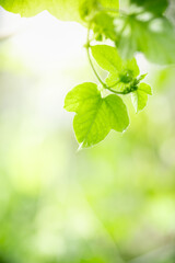 Nature of green leaf in garden at summer. Natural green leaves plants using as spring background cover page greenery environment ecology lime green wallpaper