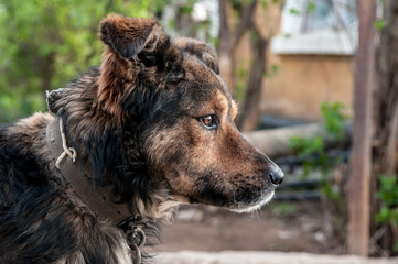 A dog on a chain guards the territory. The dog lives in captivity, suffers from inhumane treatment...