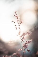 Nature of flower in garden using as cover page background natural flora wallpaper or template brochure landing page design