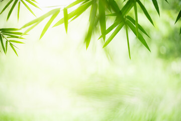 Nature of green leaf in garden at summer. Natural green leaves plants using as spring background cover page greenery environment ecology lime green wallpaper