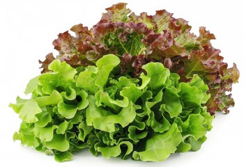 A realistic indoor red leaf lettuce plant, detailed leaves, isolated on white background