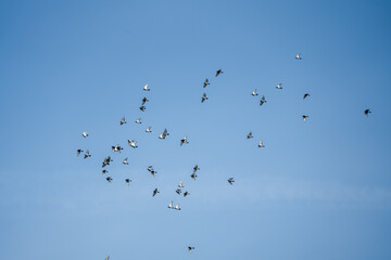 a large flock of racing homing pigeons (Columba livia domestica) in a clear blue summer sky, Aragon Spain