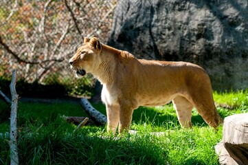 Naklejka premium Lioness standing in a grassy enclosure with a rocky background at a zoo on a sunny day