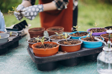 Young green seedlings of tomato in a special plastic form on nature background, woman gardener in...