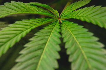 Close-up texture or surface of a beautiful green marijuana leaf with 7 leaves on a blurred background for the concept of medical cannabis and health herbs.