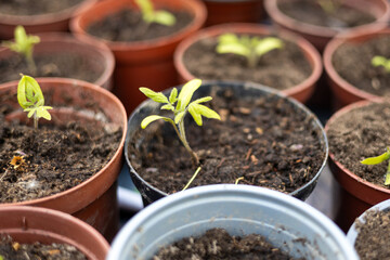 Growing tomato seedlings in different plastic reusable pots. Planting vegetables. Growing food near home. Planting and gardening concept.