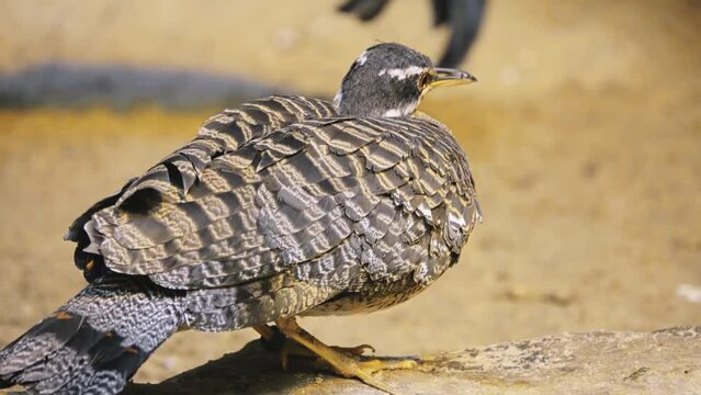 sunbittern (Eurypyga helias) is bittern-like bird of tropical regions of the Americas, and the sole member of the family Eurypygidae (sometimes spelled Eurypigidae) and genus Eurypyga.
