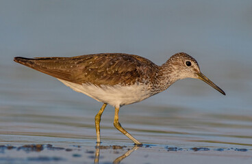 Green Sandpiper (Tringa ochropus) is usually found near freshwater. living in smaller bodies of...