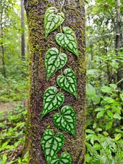 Obraz premium Heart leaves on tree trunk in Bu Gia Map National Park