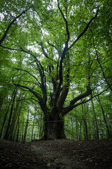 Dragon oak - placed second in the European Tree of the year 2023. Giant 700 years old oak tree located in forest above Lozorno village, Slovakia