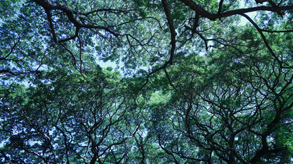 Branches with green leaves of a large tree. Green leaf covered background provides natural shade of tropical forest on sky background with selective focus.