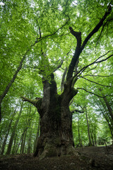 Dragon oak - placed second in the European Tree of the year 2023. Giant 700 years old oak tree located in forest above Lozorno village, Slovakia