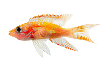 Fototapeta premium Red Cichlid Fish