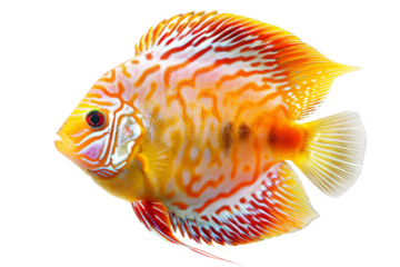 Colorful discus fish isolated on white background