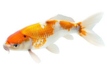 Fototapeta premium Koi Fish isolated on white background