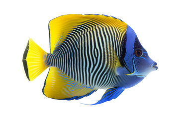Naklejka premium Yellow and Blue Fish isolated on white background