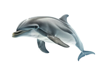 Obraz premium Dolphin Leaping Out of Water