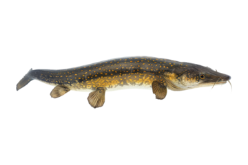 Freshwater Fish with Black Background