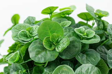 Obraz premium A realistic indoor purslane plant, detailed leaves, isolated on white background