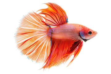 Fototapeta premium Red and White Siamese Fighting Fish isolated on white background