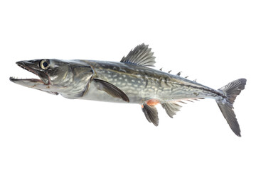 Naklejka premium Barracuda Fish isolated on white background