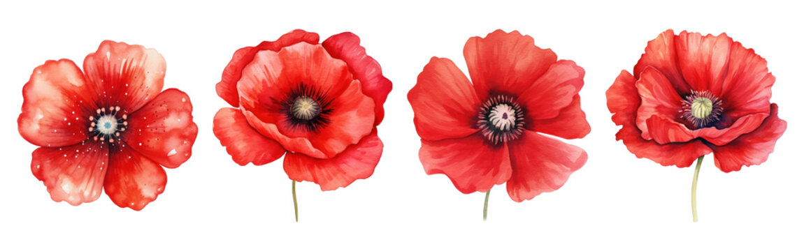 Poppy Flower Images – Browse 1,036,714 Stock Photos, Vectors, and Video ...