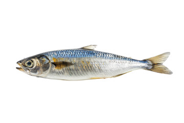 Fototapeta premium Fresh whole raw fish isolated on white background