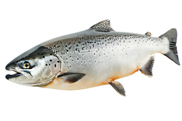 Naklejka premium Fresh Atlantic Salmon isolated on white background