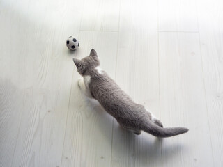 British shorthair bicolor kitten plays football on white parquet, gray cat © Dan Badiu