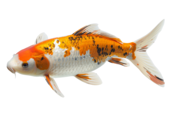 Koi fish isolated on white background