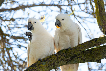 Beautiful Cockatoo parrot that is a native wildlife bird in Australia