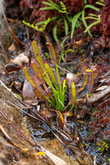 Carnivorous Plants of South Africa: Drosera capensis, the Cape Sundew, seen close to Hermanus in the Western Cape