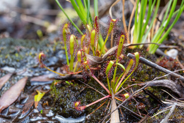 Carnivorous Plants of South Africa: Drosera capensis, the Cape Sundew, seen close to Hermanus in the Western Cape