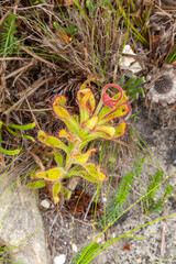 Carnivorous Plants: Drosera hilaris (from the sundew family) seen close to Hermanus in the Western Cape
