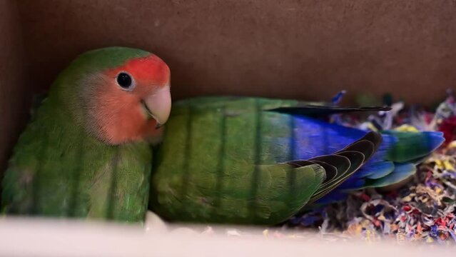 Inseparable bird on artificial nest in tree trunk