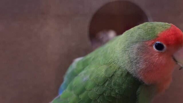 Inseparable bird on artificial nest in tree trunk