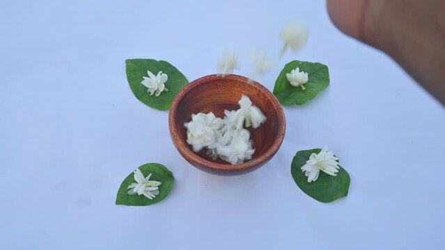 Jasminum sambac flower. Flower may be used as a fragrant ingredient in&nbsp;perfumes. In India known as&nbsp;Mogra flower and beli flower. Its other names Arabian jasmine and Sambac jasmine. slow motion video 
