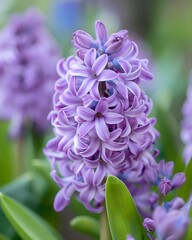An exquisite close-up of a purple hyacinth in full bloom