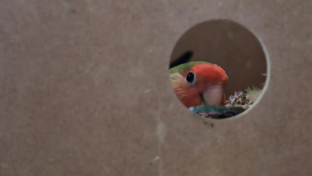 Inseparable bird on artificial nest in tree trunk