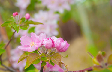 Fototapeta premium Pink flowers bloom on the trees on the fruit trees. Spring landscape with a blooming apple tree. Beautiful blooming garden on a sunny day. Copy space for text.