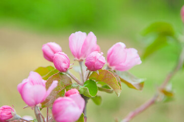 Fototapeta premium Pink flowers bloom on the trees on the fruit trees. Spring landscape with a blooming apple tree. Beautiful blooming garden on a sunny day. Copy space for text.