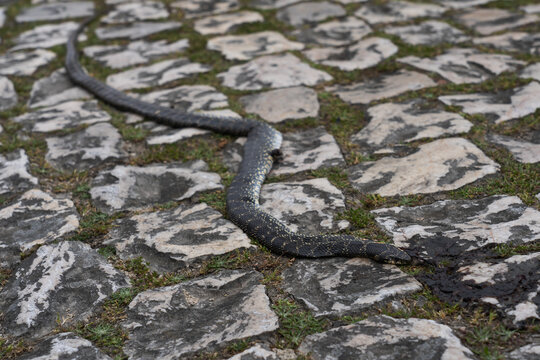 Crushed snake on a calzada in Portugal, close-up photo.
