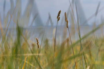 Baltic seaside grasses.