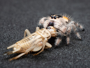 Macro picture of Jumping spider female