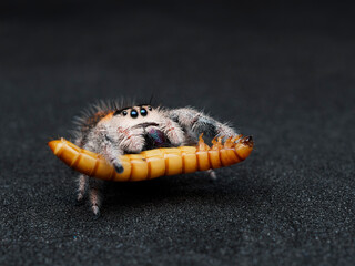 Macro picture of Jumping spider female